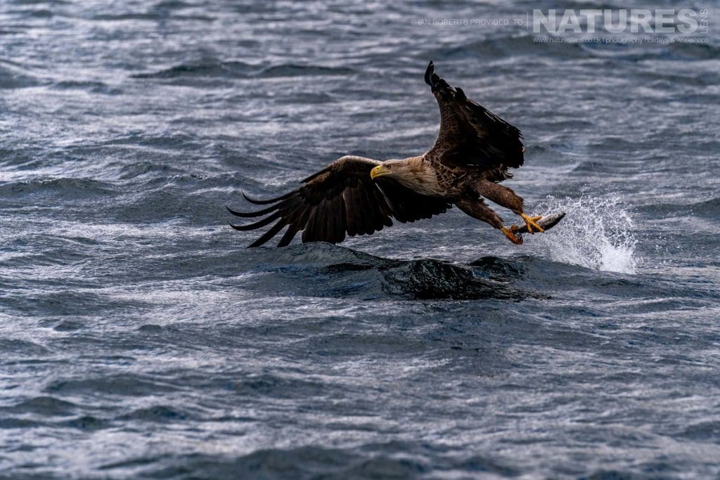 One of Mulls fabulous White tailed Sea Eagles grabs a fish from the choppy waters photographed by Ian Roberts whilst guiding a NaturesLens tour to photograph Mulls Wildlife