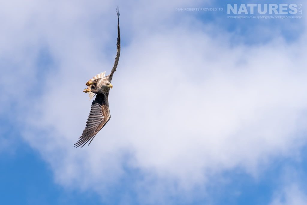 One of Mulls fabulous White tailed Sea Eagles heads downwards in a dive photographed by Ian Roberts whilst guiding a NaturesLens tour to photograph Mulls Wildlife