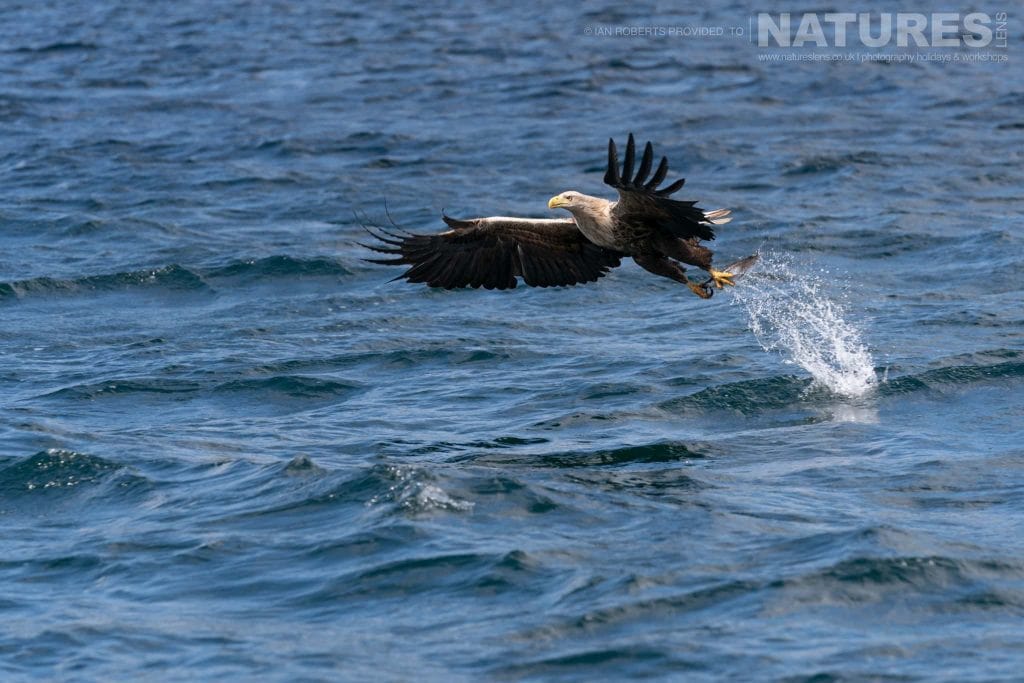 One of Mulls fabulous White tailed Sea Eagles takes flight with a fish from the choppy waters photographed by Ian Roberts whilst guiding a NaturesLens tour to photograph Mulls Wildlife