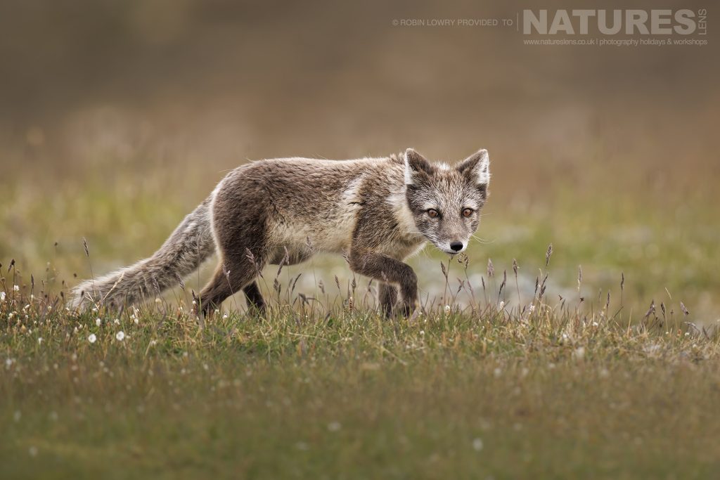 One of the Arctic Foxes stares down the lens as it trots past typical of the kind of image we hope you will capture during our Arctic Wildlife Of Svalbard photography holiday