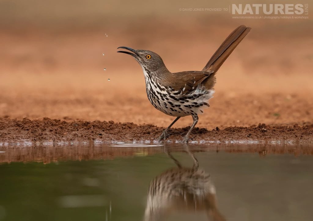 One of the Long billed Thrashers photographed during the NaturesLens Birdlife of Texas Photography Holiday 1