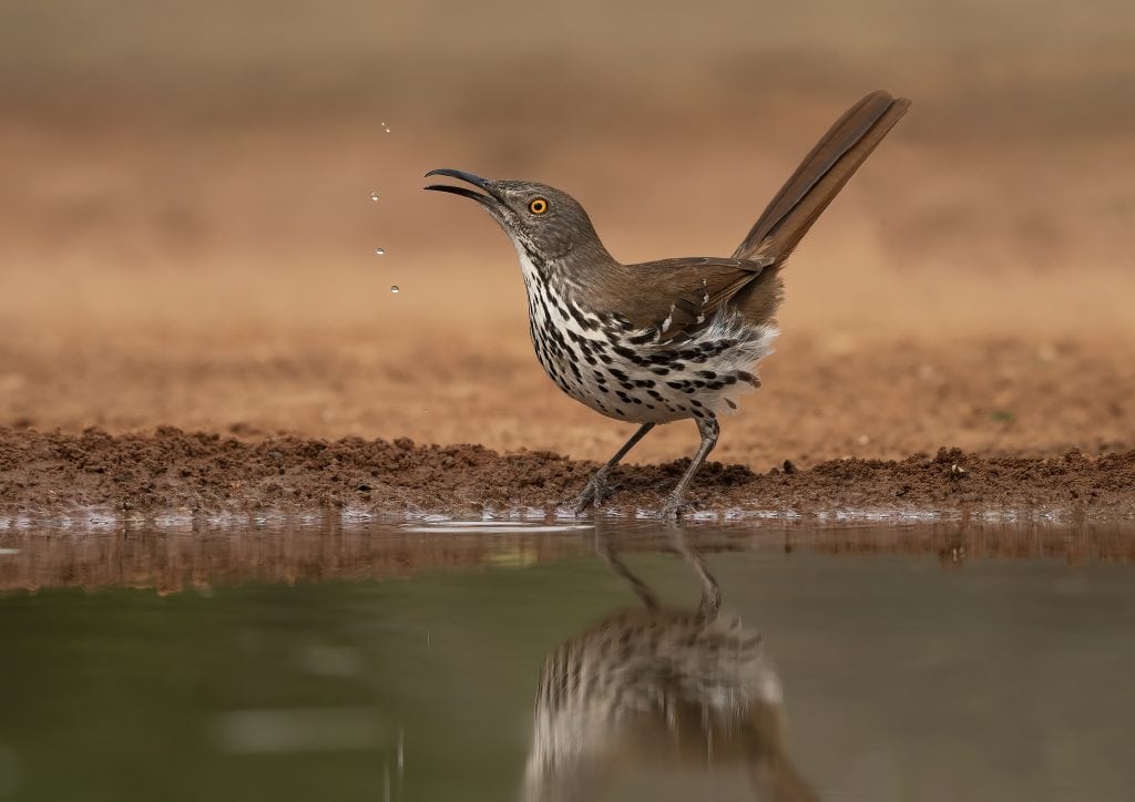 One of the Long billed Thrashers photographed during the NaturesLens Birdlife of Texas Photography Holiday