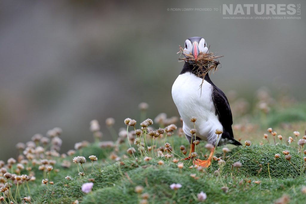 One of the Puffins of Fair Isle poses with a beak full of nesting material this image was captured during the NaturesLens Atlantic Puffins of Fair Isle photography holiday