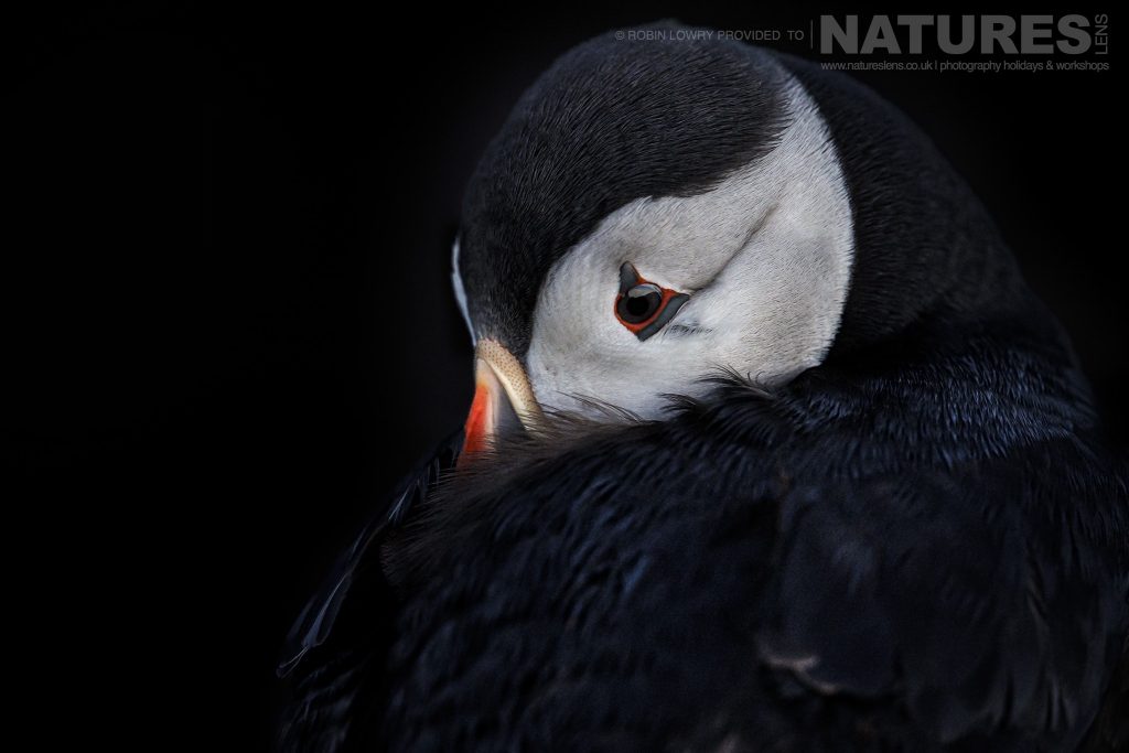 One of the Puffins of Skomer buries its face in feathers this image was captured during the NaturesLens Atlantic Puffins of Skomer photography holiday