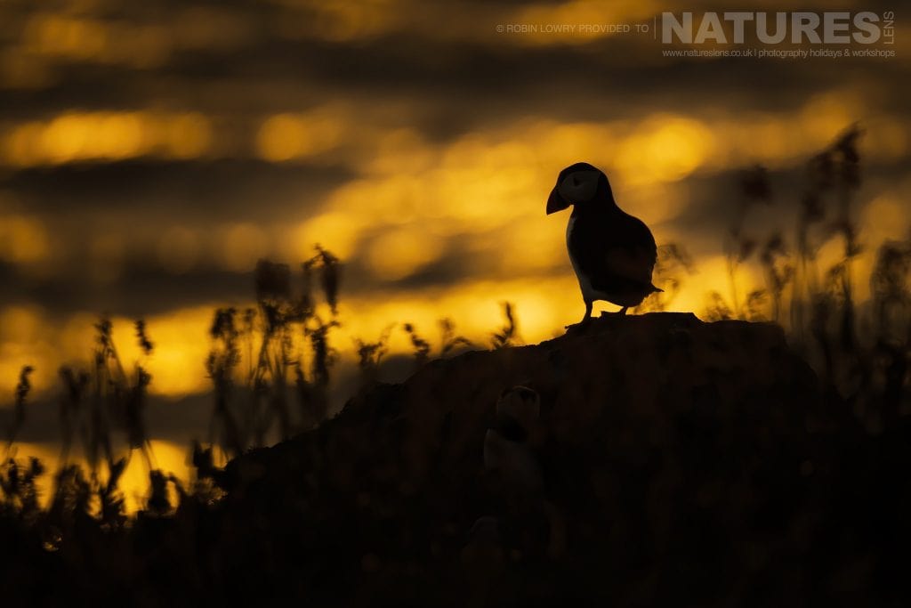 One of the Puffins of Skomer poses at sunset this image was captured during the NaturesLens Atlantic Puffins of Skomer photography holiday