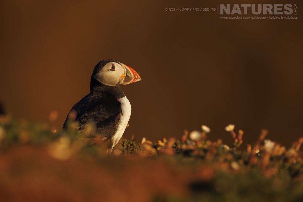 One of the Puffins of Skomer poses in the evening light this image was captured during the NaturesLens Atlantic Puffins of Skomer photography holiday
