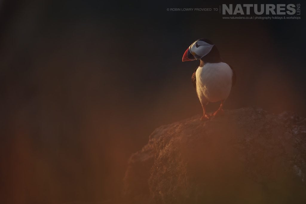 One of the Puffins of Skomer poses in the soft light of sunset this image was captured during the NaturesLens Atlantic Puffins of Skomer photography holiday