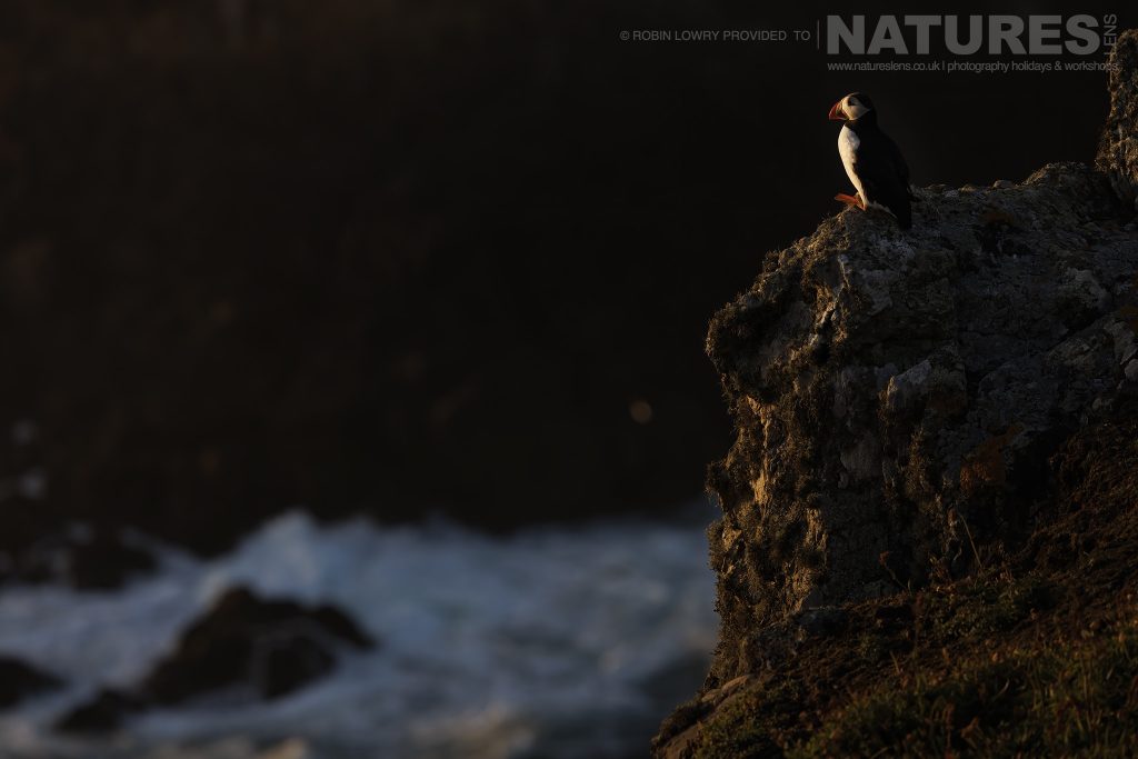 One of the Puffins of Skomer poses on a rocky outcrop at sunset this image was captured during the NaturesLens Atlantic Puffins of Skomer photography holiday