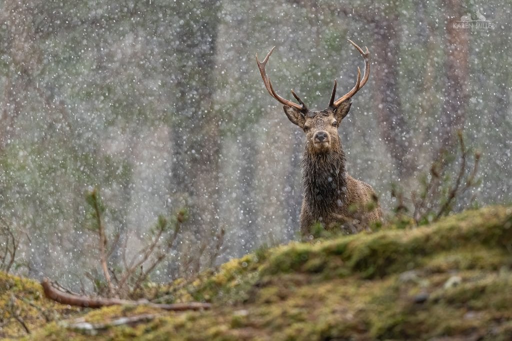 One of the Red Deer found on the Alvie Estate typical of what you will be able to photograph during the NaturesLens Winter Wildlife of the Scottish Highlands photography holiday