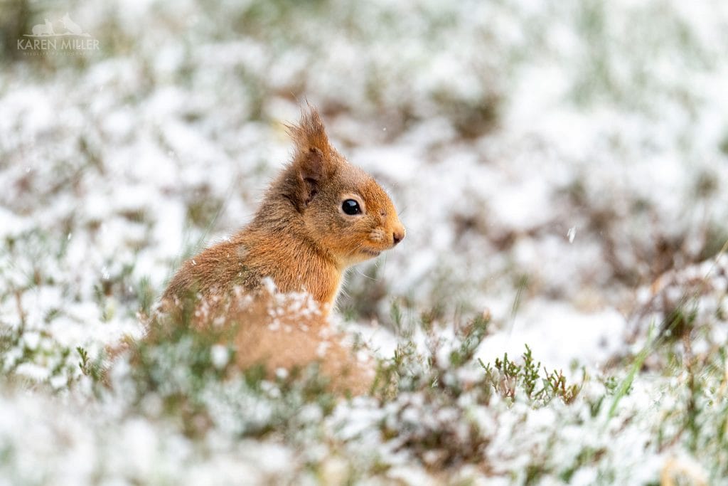 One of the Red Squirrels found in the Cairngorms typical of what you will be able to photograph during the NaturesLens Winter Wildlife of the Scottish Highlands photography holiday