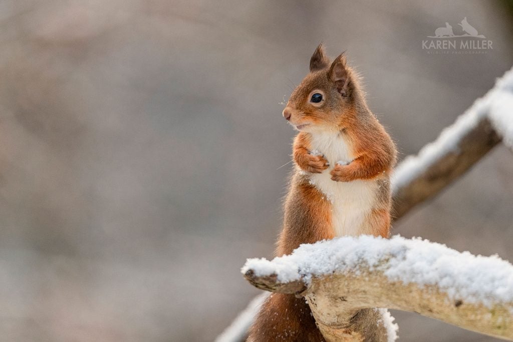 One of the Red Squirrels perches in the snow typical of what you will be able to photograph during the NaturesLens Winter Wildlife of the Scottish Highlands photography holiday