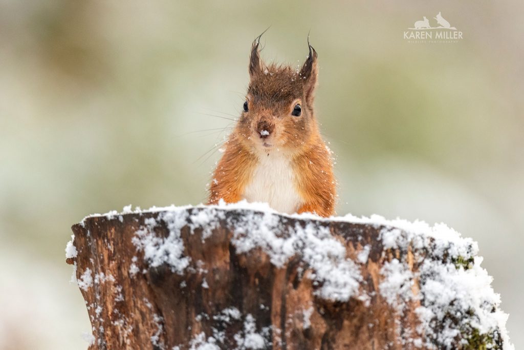 One of the Red Squirrels perches on a log in the snow typical of what you will be able to photograph during the NaturesLens Winter Wildlife of the Scottish Highlands photography holiday