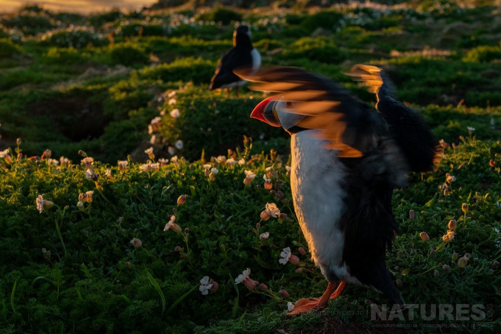 One of the islands puffins with its wings illuminated from behind this image was captured during the NaturesLens Welsh Puffins of Skomer Island photography holiday