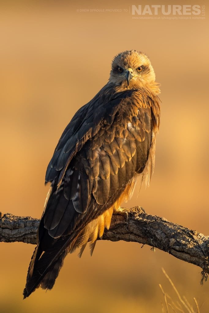 One of the many Black Kites stares directly into the hide typical of the type of image you will have opportunities to capture during our Birds of Toledo photography holiday