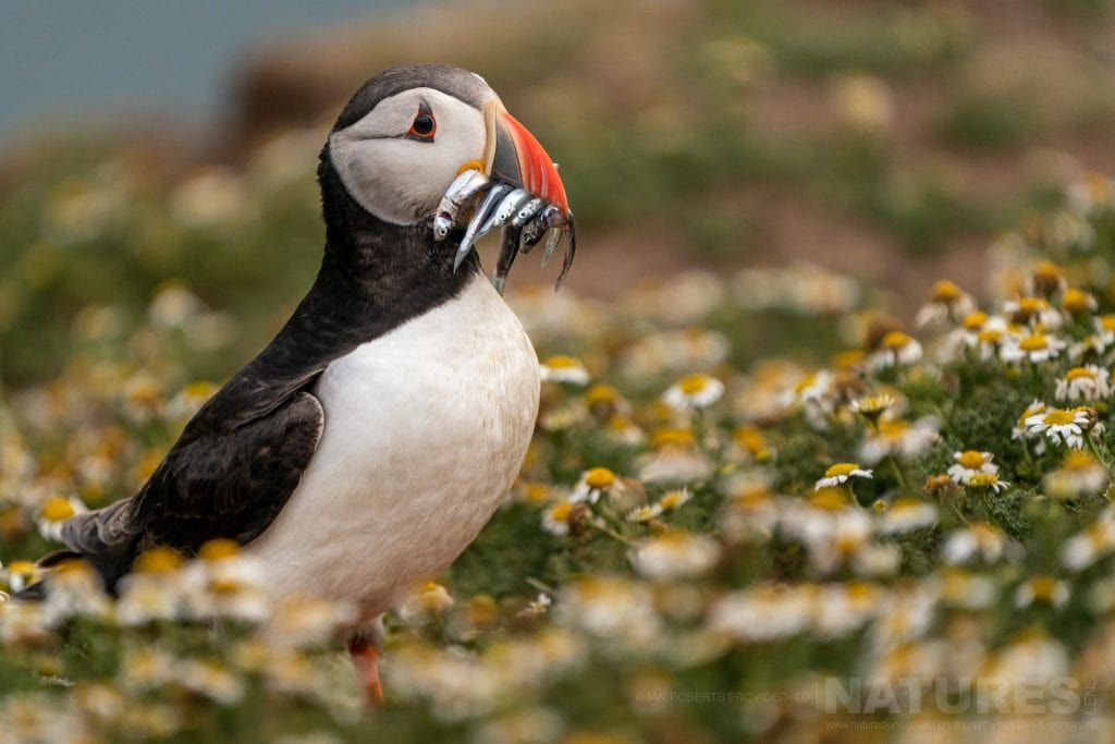 One of the puffins returns to its burrow with a beak full of sand eels this image was captured during the NaturesLens Welsh Puffins of Skomer Island photography holiday